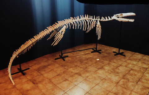 Museum grade 5 Meter Eremiasaurus Mosasaur skeleton