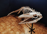 Museum grade 5 Meter Eremiasaurus Mosasaur skeleton