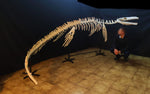 Museum grade 5 Meter Eremiasaurus Mosasaur skeleton