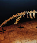 Museum grade 5 Meter Eremiasaurus Mosasaur skeleton