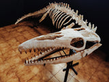 Museum grade 5 Meter Eremiasaurus Mosasaur skeleton