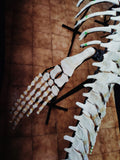 Museum grade 5 Meter Eremiasaurus Mosasaur skeleton