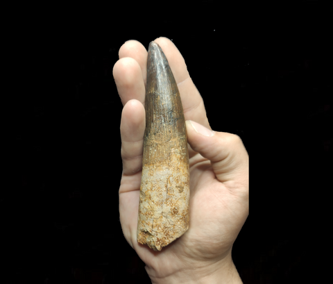 Spinosaurus Aegyptiacus tooth 13.5 cm