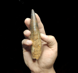 Spinosaurus Aegyptiacus tooth 13.5 cm