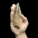 Spinosaurus Aegyptiacus tooth 13.5 cm