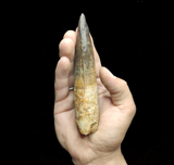 Spinosaurus Aegyptiacus tooth 13.5 cm