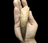 Spinosaurus Aegyptiacus tooth 13.5 cm