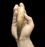 Spinosaurus Aegyptiacus tooth 13.5 cm