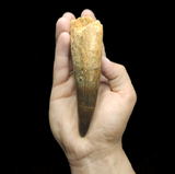 Spinosaurus Aegyptiacus tooth 13.5 cm