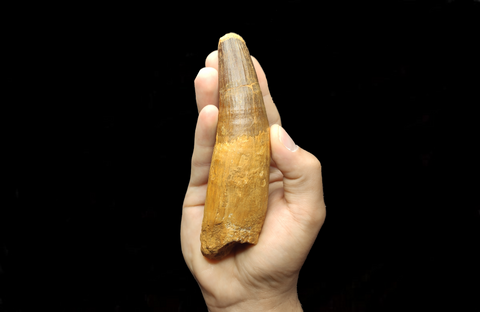 Fully rooted Spinosaurus Aegyptiacus dinosaur tooth 15cm