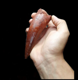 Premium grade Spinosaurus aegyptiacus Dinosaur tooth 14cm