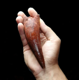 Premium grade Spinosaurus aegyptiacus Dinosaur tooth 14cm