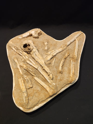 Extremely rare pseudotoothed bird Odontopteryx gigas partial skeleton