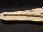 Perfectly preserved Gavialimimus almaghribensis Mosasaur skeleton 180cm