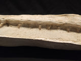 Perfectly preserved Gavialimimus almaghribensis Mosasaur skeleton 180cm