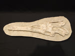 Perfectly preserved Gavialimimus almaghribensis Mosasaur skeleton 180cm