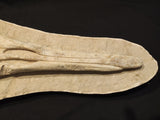 Perfectly preserved Gavialimimus almaghribensis Mosasaur skeleton 180cm