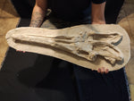 Perfectly preserved Gavialimimus almaghribensis Mosasaur skeleton 180cm