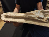 Perfectly preserved Gavialimimus almaghribensis Mosasaur skeleton 180cm