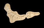 Perfectly preserved Gavialimimus almaghribensis Mosasaur skeleton 180cm