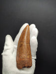 Giant Carcharodontosaurus Saharicus dinosaur tooth