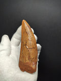 Giant Carcharodontosaurus Saharicus dinosaur tooth