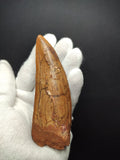 Giant Carcharodontosaurus Saharicus dinosaur tooth