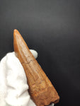 Giant Carcharodontosaurus Saharicus dinosaur tooth