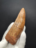 Giant Carcharodontosaurus Saharicus dinosaur tooth