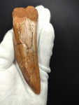 Giant Carcharodontosaurus Saharicus dinosaur tooth