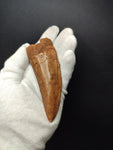 Giant Carcharodontosaurus Saharicus dinosaur tooth