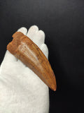 Giant Carcharodontosaurus Saharicus dinosaur tooth