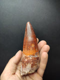 Top quality Spinosaurus dinosaur tooth