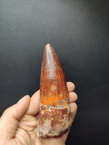 Top quality Spinosaurus dinosaur tooth