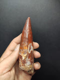 Top quality Spinosaurus dinosaur tooth