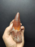 Top quality Spinosaurus dinosaur tooth