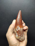 Top quality Spinosaurus dinosaur tooth