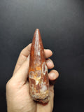 Top quality Spinosaurus dinosaur tooth