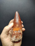 Top quality Spinosaurus dinosaur tooth