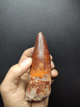 Top quality Spinosaurus dinosaur tooth