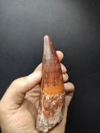 Top quality Spinosaurus dinosaur tooth