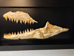 Spectacular frame with set of Prognathodon Mosasaur jaws