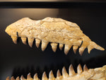 Spectacular frame with set of Prognathodon Mosasaur jaws