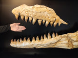 Spectacular frame with set of Prognathodon Mosasaur jaws