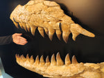 Spectacular frame with set of Prognathodon Mosasaur jaws