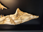 Spectacular frame with set of Prognathodon Mosasaur jaws