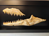 Spectacular frame with set of Prognathodon Mosasaur jaws