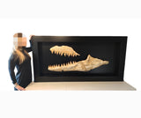 Spectacular frame with set of Prognathodon Mosasaur jaws