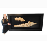 Spectacular frame with set of Prognathodon Mosasaur jaws