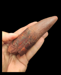 Gem quality Spinosaurus Tooth 13cm